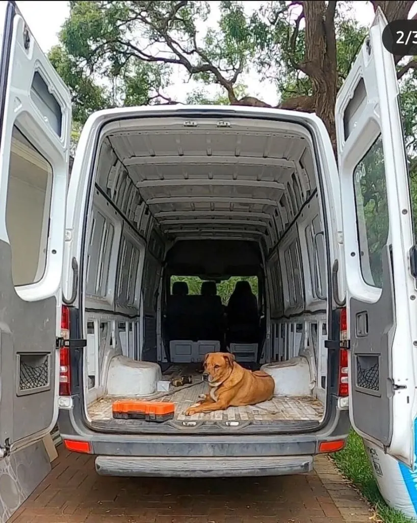 Cute dog inside the back of a Mercedes Sprinter van.